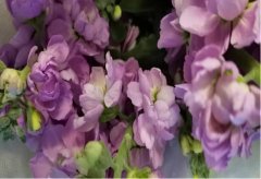 周涛诺贝尔奖申请书